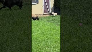 Video preview image #1 Mutt Puppy For Sale in Corona, CA, USA