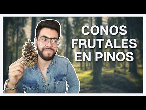 Los falsos frutos de los pinos