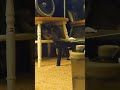 Gray Tabby Cat Playing Underneath The Chair Shorts