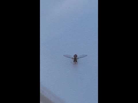 Dance of the Sweat Bee