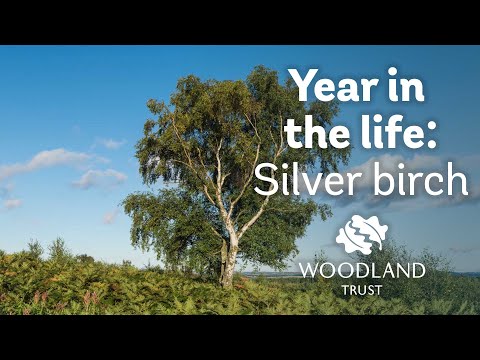 A Year in the Life of a Silver Birch