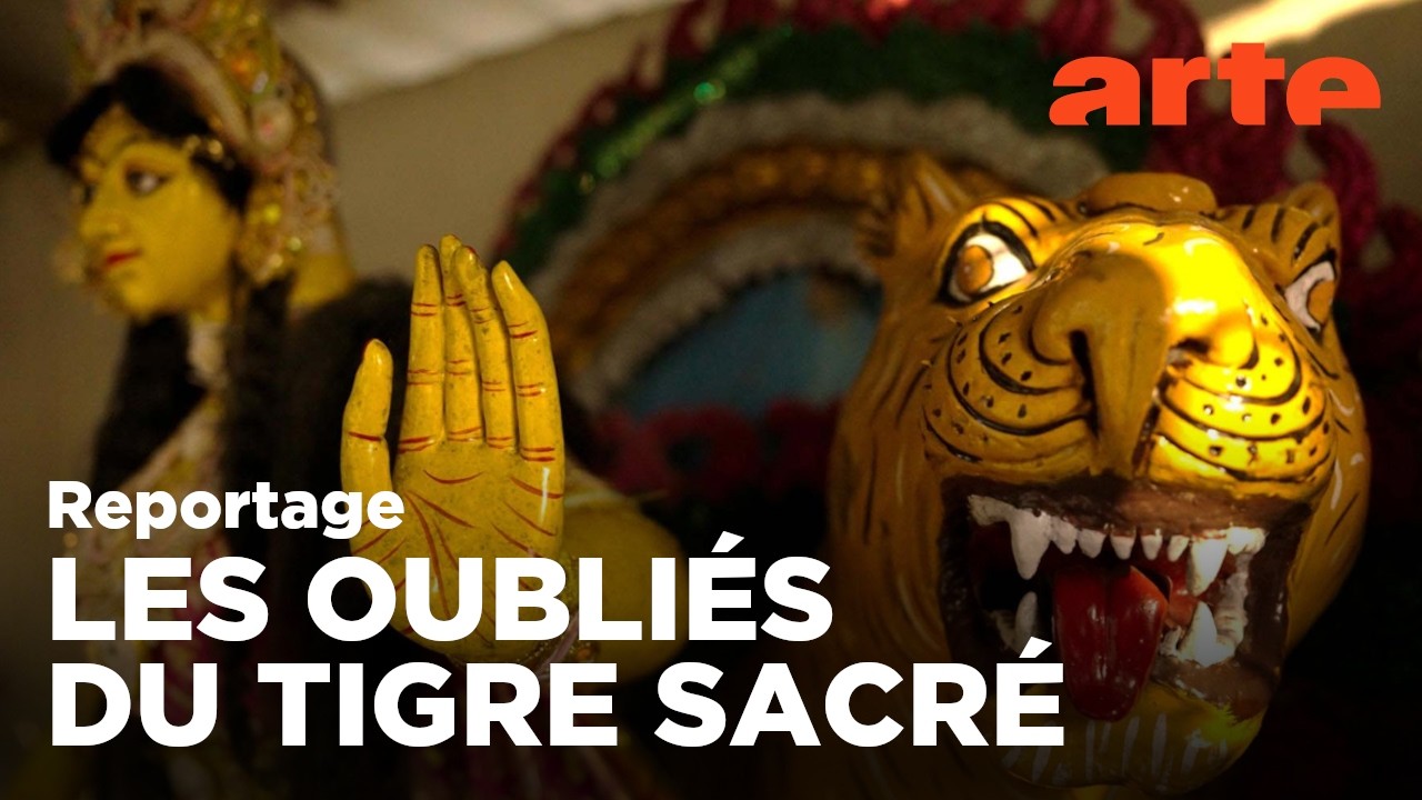 Inde : sous les crocs du tigre | ARTE Reportage