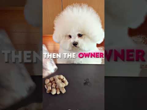 „Pies, który świętował za wcześnie”#shortsfeed