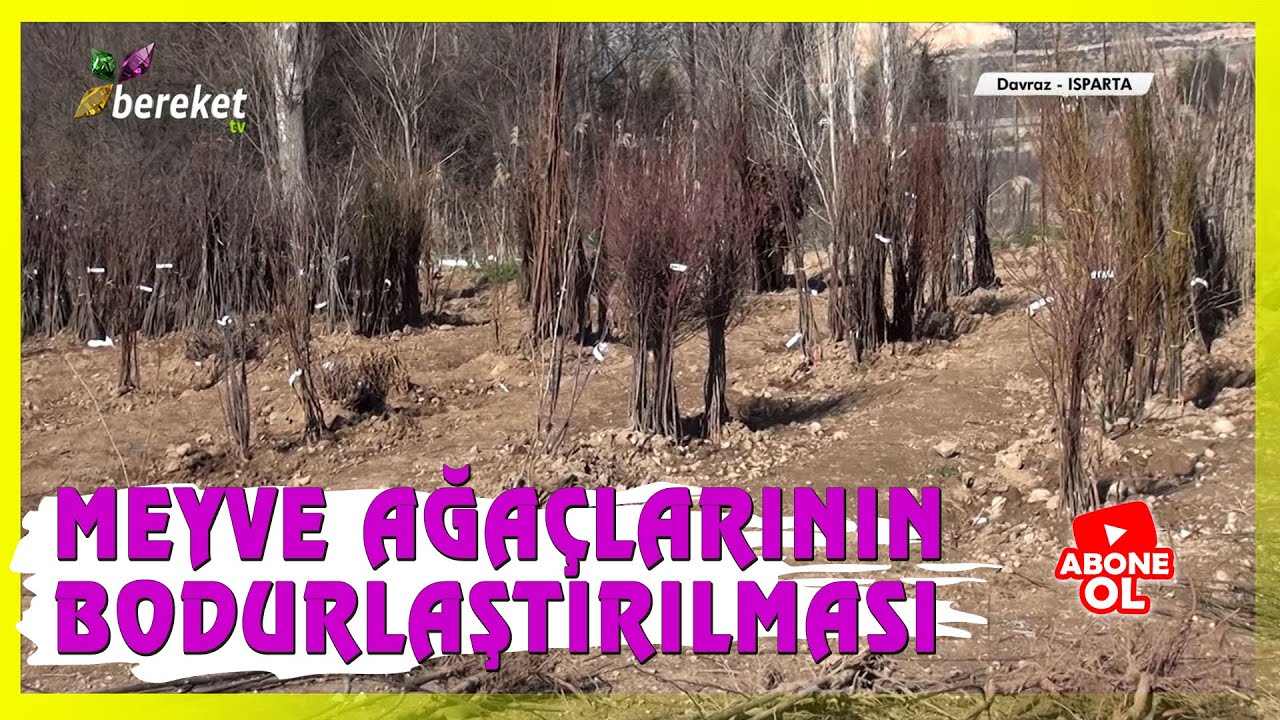 Bodur Meyve Yetiştiriciliğinin Avantajları ve Dezavantajları