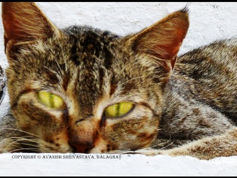 Funny Cat Finding Clue