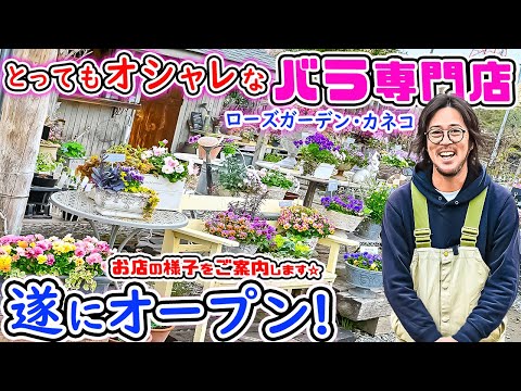 園芸 香りの良いペッパーツリー、カリフォルニアペッパーツリー、ペルーペッパーツリー