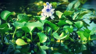 preview picture of video 'Water Hyacinth - Invasive Weed or Livestock Feed?'