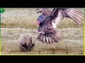 14 Fights Involving Anteaters Pangolins Aardvarks And Armadillos