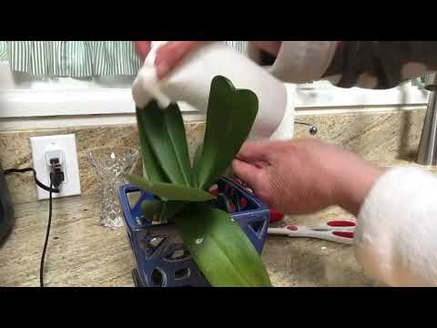 I bought my orchid a year ago now what?