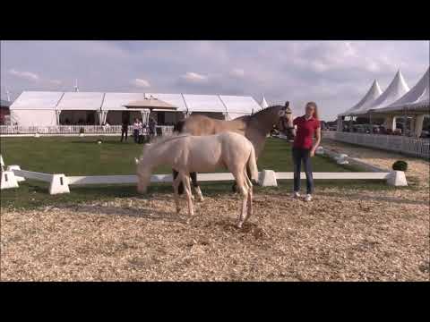 Double Cream N (Dating AT NRW x St.Pr.St. Double Trouble)