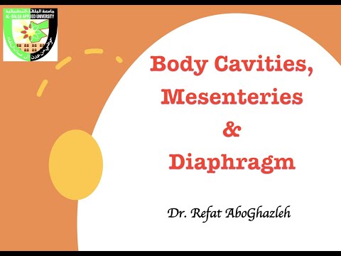 Embryology: Body Cavities, Mesenteries, and Diaphragm