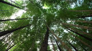 竹林／bamboo grove／m0013