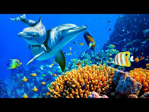 Relaxing music and seabed 🎵 Calm the mind 🎵 Remove inner anger and sadness