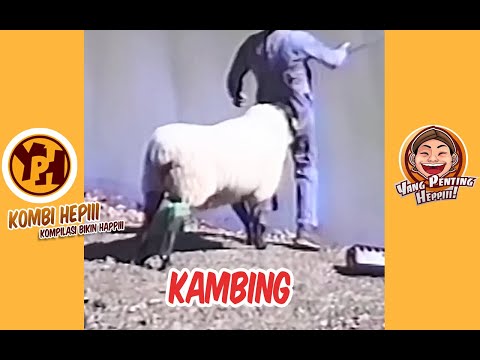 kombi-heppiii-kambing