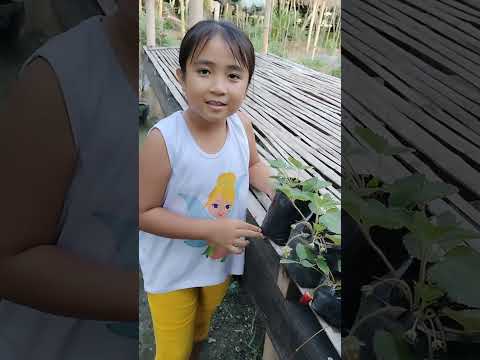 strawberry ni Ate Nouf at Naif