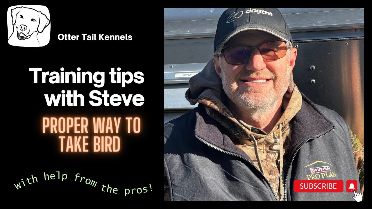 Weekly training tip from Otter Tail Kennels #retrievertraining #huntingdogtraining