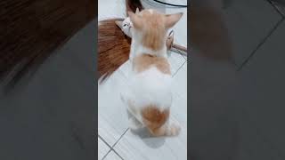 Download lagu Gaya Kucing kawin masa kini || part 2 mp3