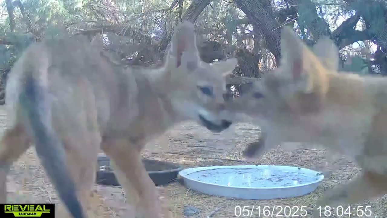 S3E20: Coyote pup playtime...these two tussle with each other after bumping at the water saucers