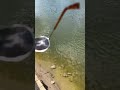 Do Polarized Sunglasses actually help you see fish?