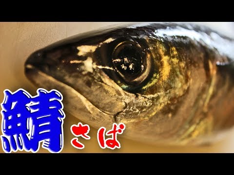 さばのさばき方(Mackerel)