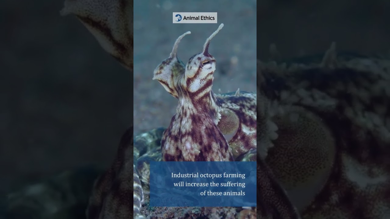 Octopuses are sentient