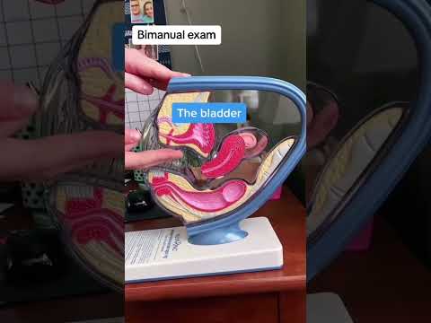 Examination of internal organs