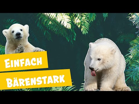 Eisbär Knut auf Abwegen | Panda, Gorilla & Co.