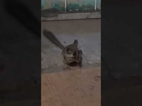 Adorable Bushbaby Snacking on a Bug in Namibia #Galago