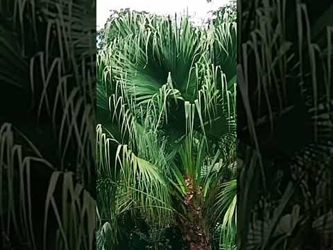 Marilena Paraná 🍀☘️🌿