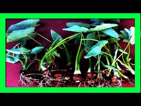 How To Grow Taro Root At Home: Growing Taro Plant at Home Harvesting
