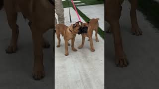 Top Quality  Cane Corso Male Puppy 🐶  #shorts #dog #dogs