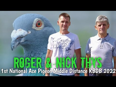Small Colony with BIG results - 1st NATIONAL ACE PIGEON MD KBDB 2022 - Roger & Nick Thys