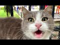 Incredibly Cute Gray White Cat Meowing