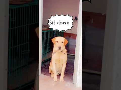 Amazing skill of my dog