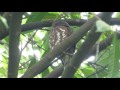 Brown Hawk Owl Sleeping