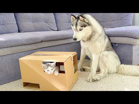 YouTube 썸네일