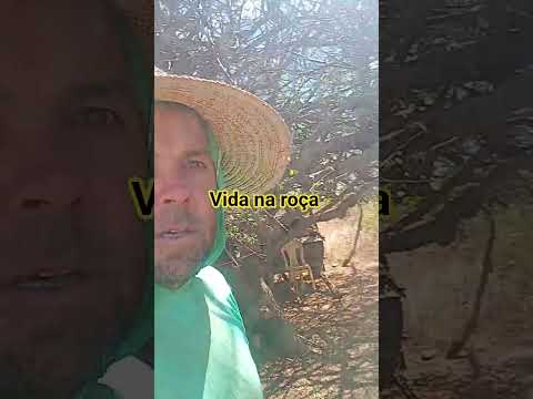 fazenda Diniz besouro de são Gabriel ba