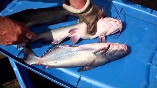 How to tell difference - Blue vs Channel catfish