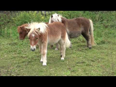 Shettyherde Oktober 2016 - Haflingerzucht Uebersax