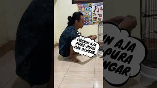 Download lagu Earlier, this bird was Ngombok, you guys, SQUATING #birds #chirpingmania #qinarabanyuwangi mp3 Download lagu Earlier, this bird was Ngombok, you guys, SQUATING #birds #chirpingmania #qinarabanyuwangi mp3