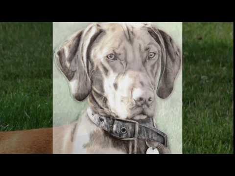 Yogi   Hungarian Vizsla