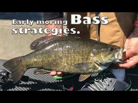Csf 31 11 Early morning shallow-water bass strategies.