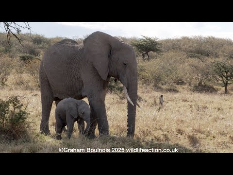 Elephant herd with a tiny calf