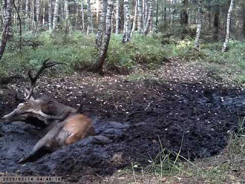 Brudas wygrzebał zrzuta (the deer dug up the antlers)
