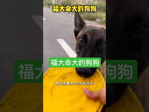 福大命大造化大的狗狗🐶 #大熱門 #科普 #影视聚焦 #影視解説 #感人壹幕 #搞笑 #automobile #熱門