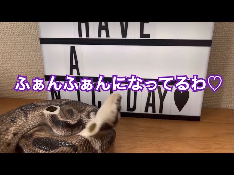 ふぁんふぁん集【おろちんゆー】