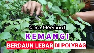Download lagu Cara merawat kemangi di polybag agar berdaun lebar mp3