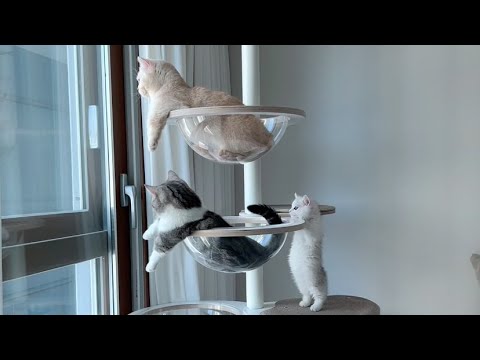 아기고양이의 캣타워 점령기