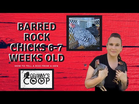 Barred Rock Chicks~ 6-7 weeks old. Roo or Hen