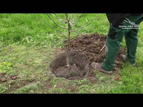 Apfelbaum - Einpflanzen im Garten: Wie pflanze ich einen Apfelbaum?